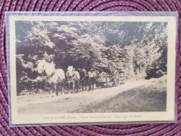 Foret De Lyons , Charriage De Hêtres , Attelage De Chevaux - Lyons-la-Forêt