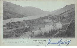 Royaume-Uni - N°65509 - ORKNEY - Highland Sheep - Bélier - Orkney