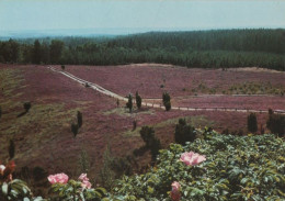 74314 - Lüneburger Heide - Totengrund - Ca. 1980 - Lüneburger Heide