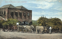 BARBADOS, OXEN CART, SUGAR CANES, OX, ARCHITECTURE, ANTILLES, POSTCARD - Barbados