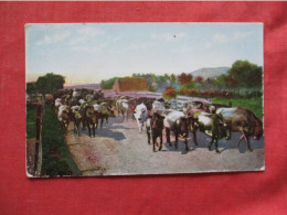 175 Cows To Supply Hotel Potter.  Santa Barbara  California > Santa Barbara .     Ref 6378 - Santa Barbara