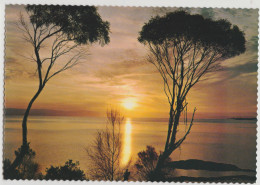 Australia TASMANIA TAS Sunset At OYSTER BAY East Coast ACP1117 Postcard C1960s - Otros & Sin Clasificación