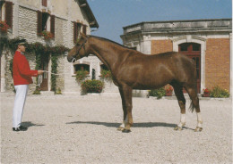 MONTIER-en-DER. Haras National. Cheval. Etalon Selle Français - Montier-en-Der