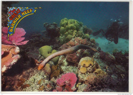 GREAT BARRIER REEF - Queensland, Olive Sea Snake - Great Barrier Reef