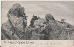 AK Stellingen, Carl Hagenbeck's Tierpark, Felspartie Mit Steinböcken Und Nahurschafen 1906 - Stellingen