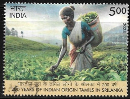 India 2023,Tea, Plucking, Drink, Food,Woman, 200th Years Of Indian Origin Tamils In SriLanka, Used (**) Inde Indien - Oblitérés