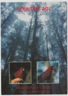 Australia VICTORIA VIC Rosellas & Mountain Ash Sherbrooke Forest DANDENONGS MELBOURNE Postcard 1999 45c Artist Stamp - Melbourne