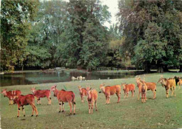 91 - Saint Vrain - Parc Zoologique De Saint Vrain - Elans Du Cap - CPM - Voir Scans Recto-Verso - Saint Vrain