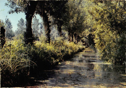 MAILLEZAIS Promenades En Barques Au Pied De L Abbaye Saint Pierre Fosse De La Chapelle 35(scan Recto-verso) MA806 - Maillezais