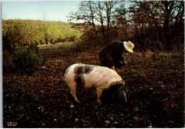 Perigord Pittoresque. -  Cochon Chercheur De Truffes.   Carte Datée De 1973 - Aquitaine