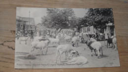 NIGERIA : Sheep, LAGOS Market ................ BE-18081 - Nigeria