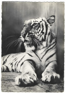 Animaux - Tigre Des Indes - Tigres