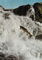 Iceland - Salmon In Laxa River , Kjos District - Iceland