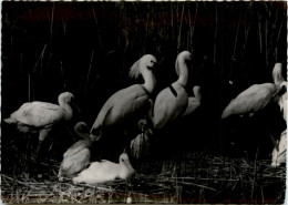 Vogelparadies Am Neusiedlersee - Neusiedlerseeorte