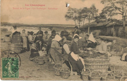 51 - LA CHAMPAGNE - TRAVAIL DE LA VIGNE - LES VENDANGES - EPLUCHAGE - Circulé En 1908 - Champagne-Ardenne