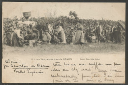 Carte P De 1906 ( Les Vendanges Dans Le Béarn ) - Bearn