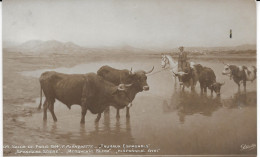 Turkey Salon De Paris, Spanish Bulls Postcard From Moda 8.8.1914 (WWI Period) - Lettres & Documents