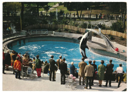 Killer Whale, Vancouver Public Aquarium Stanley Park, Canada 1960s Unused Postcard. Publ: Natural Color Productions, B.C - Vancouver