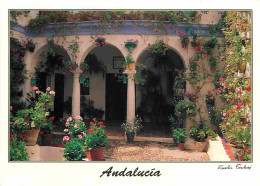 Espagne - Espana - Andalucia - Cordoba - Patio Tipico - Fleurs - Espana - CPM - Voir Scans Recto-Verso - Córdoba