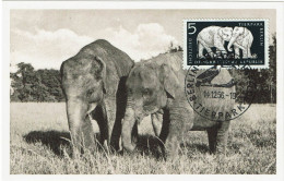 PP15 - ALLEMAGNE RD CARTE MAXIMUM ELEPHANTS - Cartes-Maximum (CM)