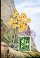 X0159 Austria, Maximum 1948  Flowers, Primula Vulgaris - Cartes-Maximum (CM)