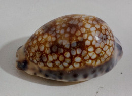 68346 Conchiglia Di Mare - Cypraea Histrio - 60 Mm - Seashells & Snail-shells