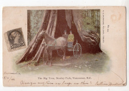 CANADA - VANCOUVER - Stanley Park - The Big Tree *publisher Macfarlane*n° 493* - Vancouver