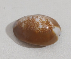 68356 Conchiglia Di Mare - Monetaria Caputserpentis - 30 Mm - Seashells & Snail-shells