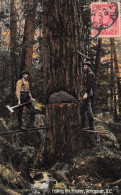 Canada - VANCOUVER - Felling The Timber - Abattage D'un Arbre, Bûcherons - Voyagé 1907 (2 Scans) - Vancouver