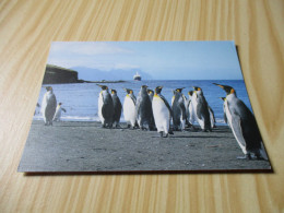 Ile De La Possession Crozet (Terres Australes Antarctiques Françaises).Manchots Royaux. - TAAF : French Southern And Antarctic Lands