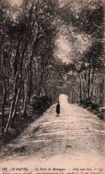 Le Havre - La Forêt De Montgeon: Allée Sous Bois - Forêt De Montgeon