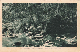 NOUVELLE CALEDONIE - Une Forêt à Saint Louis - Carte Postale Ancienne - Nouvelle-Calédonie