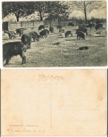 Ansichtskarte Moritzburg Umland-Ansicht Tiere Eber-Fütterung 1906 - Moritzburg