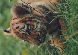 TIGER RAUBKATZE Tier Vintage Ansichtskarte Postkarte CPSM #PAM028.DE - Tigres