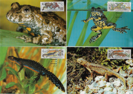 Tchécoslovaquie 1989 Y&T 2808 à 2811 Sur 4 Cartes Maxima. WWF, Amphibiens. Grenouille, Triton Alpestre... - Kikkers