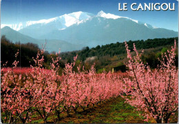 25-4-2024 (3 Z 5) France - Arbres En Fleurs (Le Canigou) - Alberi