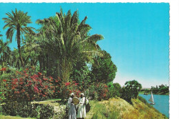 Cpm Assouan Le Jardin Tropical - Aswan