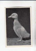 Mit Trumpf Durch Alle Welt Heitere Tierbilder II Die Ente    C Serie 14 # 2 Von 1934 - Zigarettenmarken