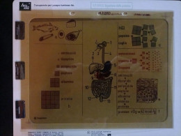 Lucido Trasparente Poster Anni 60 Hagemann Editrice La Scuola Biologia RARITÀ - Autres Plans