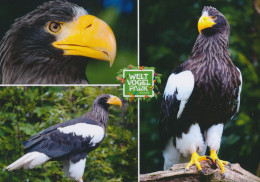 Vogelpark Walsrode (Bird Park), Germany - Eagle - Walsrode
