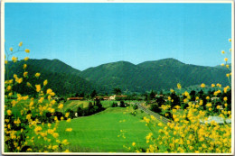 49815 - USA - Solvang , California , View - Gelaufen 1981 - Santa Barbara