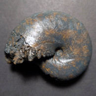 #CALLIPHYLLOCERAS NIZINANUM Fossile, Ammonite, Kreide (Vereinigte Staaten, USA) - Fósiles