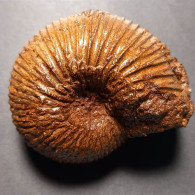 #MAYAITES OBESUS Fossile Ammoniten Jura (Indien) - Fossils