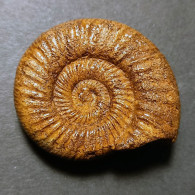 #PERISPHINCTES ANTECEDENS Fossile Ammoniten Jura (Frankreich) - Fósiles