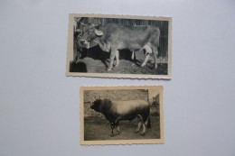 Photographie Taureau Et Vache  -  Espezel  -  Aude  - - Breeding