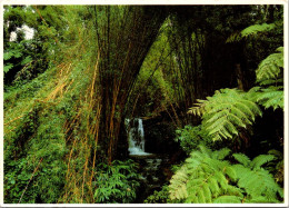 29-4-2024 (3 Z 23) USA - Hawaii - Akaka Falls - Hilo