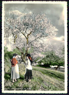 ALGARVE- OLHÃO - COSTUMES - Amendoeiras Em Flor. ( Edição De LUXO De Joaquim Amancio Lima) Carte Postale - Faro