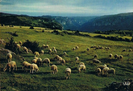 CPM..46..LOT..PATURAGE SUR LE CAUSSE..MOUTONS..TAMPON DE LA BASTIDE MURAT - Breeding