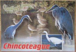 CANADA VA CHINCOTEAGUE ISLAND BIRDS PARADISE POSTCARD CARD CARTE POSTALE ANSICHTSKARTE POSTKARTE CARTOLINA - Granby