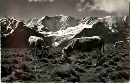 Grindelwald - Bei Der Station First Kuh Cow - Grindelwald